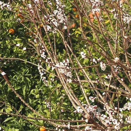 Ephesus Paradise Hotel Selçuk